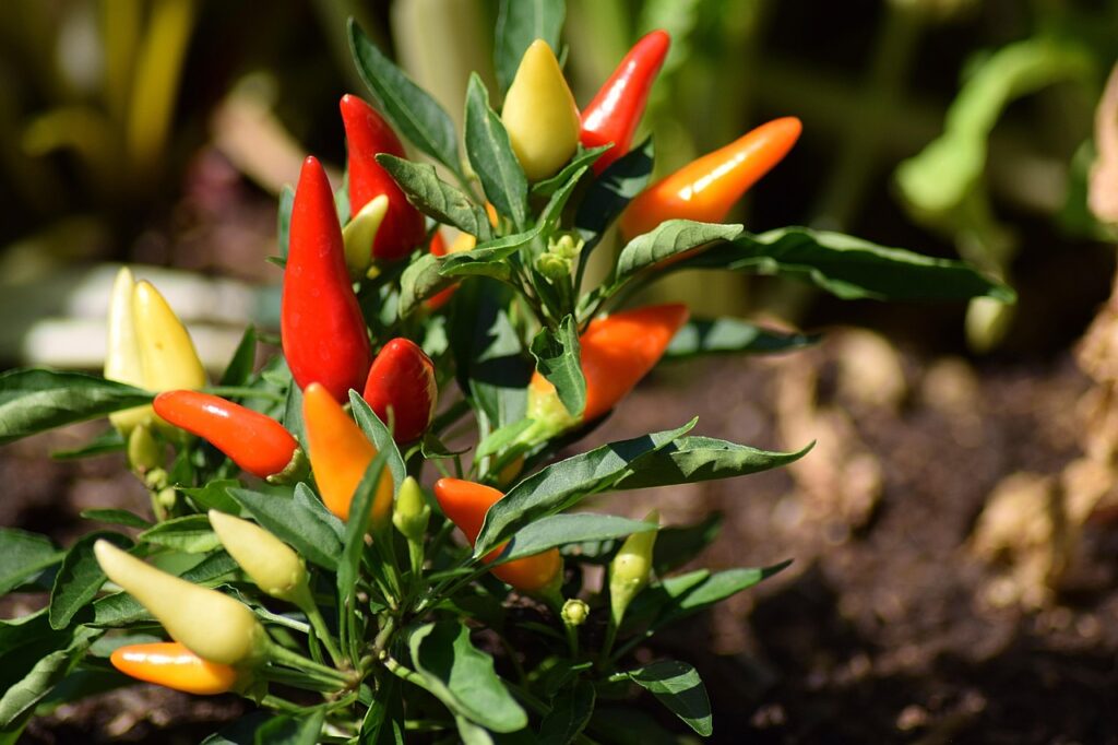 chili pepper plants